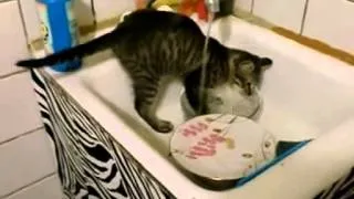 прикол кот моет посуду funny cat washes dishes