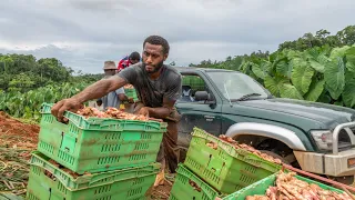 Ginger Farmers in Fiji // The Ginger People