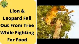 Lion & Leopard Fall Out Tree While Fighting For Food | Lion Vs Leopard