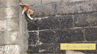 落ちるの？降りるの？　fall down? get down?  / one kitten missing ① / kitten meowing