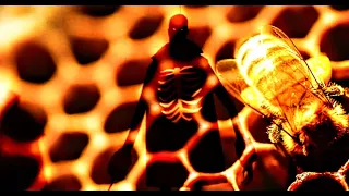 Candyman: Hive of Horror Explained