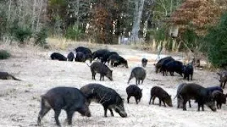 PIG HUNTING PAKISTAN WILD BOAR HUNTING , HOG HUNTING, SOOR KA SHIKAR #hunting #pig #shorts