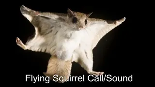 Flying Squirrel Call/Sound | Hambawa | Travancore Flying Squirrel Sri Lanka | Small Flying Squirrel