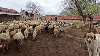 MERADAKİ KURBANLIKLARI GETİRDİK ! KURBAN HAZIRLIKLARI Koyun Kuzu Videoları, Koyunculuk Koyun yükleme