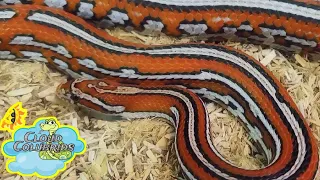 Breeding Snakes 2023: My Snake Collection