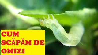 How we can get rid of caterpillars in the garden using biological methods