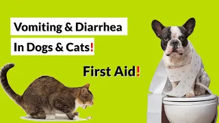 Vomiting & Diarrhea In Dogs & Cats: First Aid.