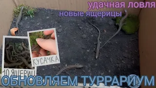 ОБНОВЛЯЕМ террариум / Ловля ящериц