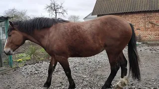 Коні Ваговози. Лошиця Машка Три Роки.