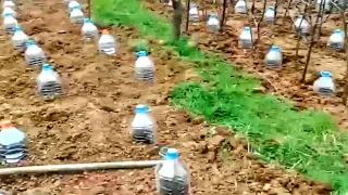 plastic bottle drıp water irrigation system