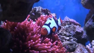 Красивый рифовый аквариум  Top 1