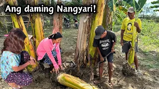 Giniba na ang kubo ng Manukan at ang daming kaganapan sa Farm | BUHAY PROBINSYA | ROMALYN VLOGS