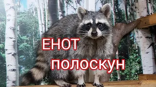 Enot -   воспитание ручных енотов