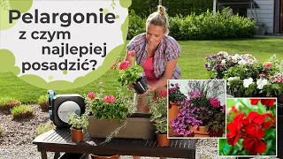 Pelargonie z czym najlepiej posadzić pelargonie?