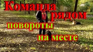 Как научить щенка команде рядом повороты на месте на примере щенка цвергшнауцера