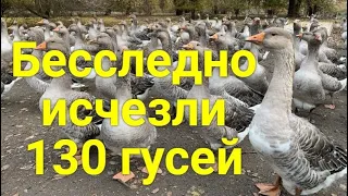 Вынудили удалить ролик// Исчезли 130 гусей таинственным образом