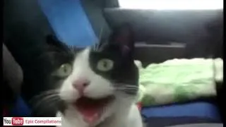 Epic Funny Cats   Cute Cats Compilation   60 minutes!! HDHQ   3