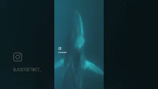 Fin whale up close and personal! Listen for the freedivers snorkel scream 😂