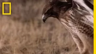 Rattler vs. Red-Tailed Hawk | National Geographic