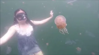 Swimming with hundreds unstinged jellyfish in Misool