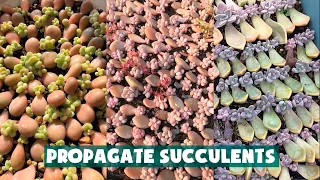 Propagate Succulent From Leaves| Nhân giống hàng nghìn cây sen đá từ lá| 多肉植物| 다육이들 | Suculentas