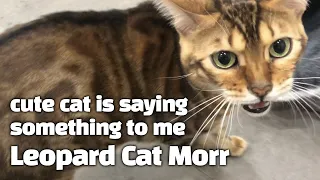 cute cat is saying something to me - Leopard Cat Morr