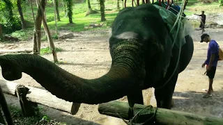 Экскурсия Кхао + Чео Лан. Купание со слонами Wassana Elephant Camp