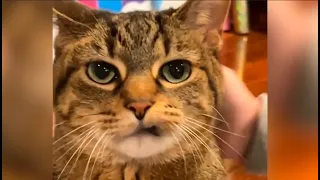 The World's Angriest Cat | FUNNIEST Pets of the Week