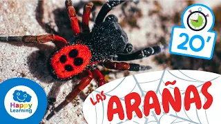 LAS ARAÑAS🕷️ | Animales para niños I Vídeos Educativos para Niños