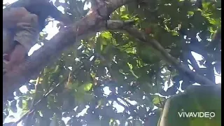 harvesting Avocado