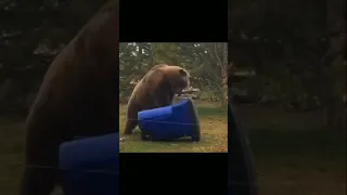 Giant brown bear is breaking the dustbin.#bear #shorts #animals #viral #zoo #wildlife