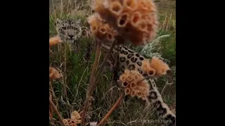 Уникальные кадры! Снежный барс против фотоловушки.