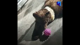 Медвежонок без лапы из иркутского питомника К-9 начинает приходить в себя после операции