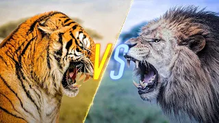 Tiger VS Lion