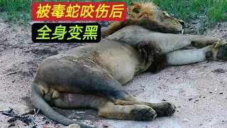 當各種動物被毒蛇咬傷後的罕見場面，獅子、鬣狗、角馬、花豹、猴子等|動物世界