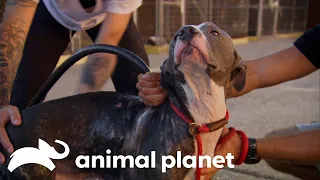 Will This Neighbor Let Tia Rescue an Abandoned Pit? | Pit Bulls & Parolees | Animal Planet