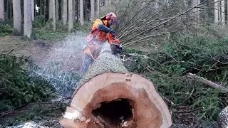 Chainsaw Husqvarna 560XP , THE KING OF THE FOREST! THE BEST VIDEO!