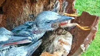 LAGI LAGI ANAK BURUNG TENGKEK MEMBUAT HEBOH ATAS MAKANAN YANG DI TELAN HARI INI