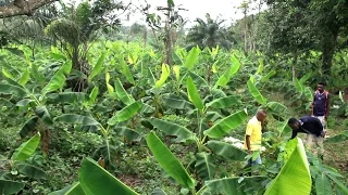 Forgreen Farms - How to Prepare Your Plantain Farm For Better Yield