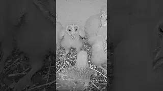 Short: barn owl nestings confused as pigeons lay eggs next to them, wait to see what happened