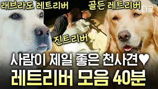 [#고독한훈련사] (40분) 인간 좋아🥰 MBTI가 EEEE인 천사 강쥐🐕 귀여움으로 자동 힐링 되는 사랑스러운 레트리버 모음💖 | #인기급상승