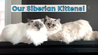 Our Family got BIGGER! Welcoming Siberian Kittens