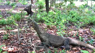 The Small Komodo Dragon Is Indeed Agile In Catching Bats alive