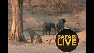 safariLIVE - Sunset Safari - September 4, 2018