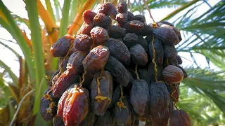 खजूर की खेती | Dates palm farming | hybrid Date palm | khajur ki kheti kaise karen