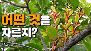 도장지 제거의 중요성ㅣ 정부우세 ㅣ도장지 ㅣ 결과지