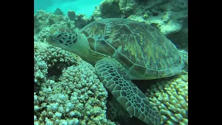 Meet Amal Kabir: The Beloved Green Turtle of Fayrouz House Reef