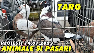 mulți crescători la TÂRGUL de păsări și animale din PLOIESTI - 14.01.2023 din afara Expoziției 🦢🦆🐓🕊🐇