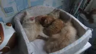 Many cats do not happen!Много кошек не бывает!