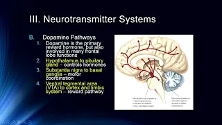 Cog Neuro - Lecture  #6 Neurotransmitter Systems